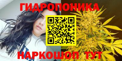 шишки Будённовск